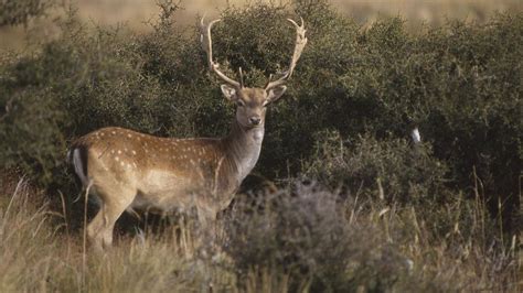 Fallow deer hunting: What to hunt