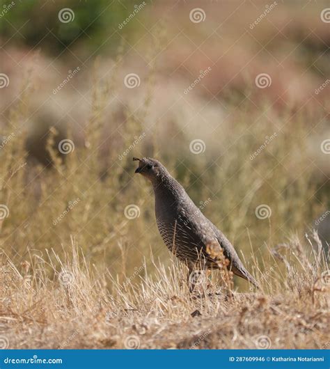 California Wildlife Series - California Quail Female with Chicks ...