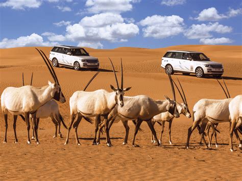 The best desert safaris in the UAE | Time Out Dubai