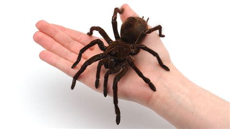 What is the Most Gigantic Spider in the World? Discover the Largest ...