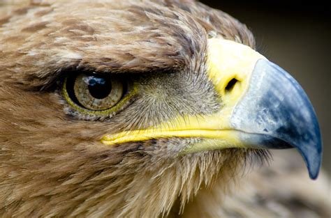 File:Eagle Closeup face.jpg - Wikimedia Commons