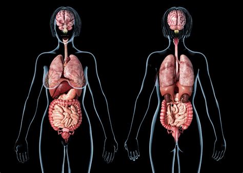 Internal Organs Female Back View : Organs Organ Anatomical Sciencephoto ...