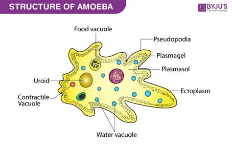 Describe Three Types of Structures Used for Protozoa Locomotion