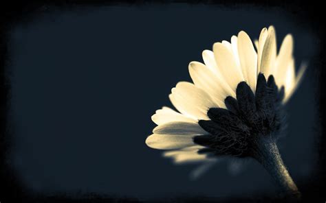 Black Flowers Wallpapers - Wallpaper Cave