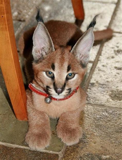 Pet caracal kitten Baby Caracal, Caracal Kittens, Lynx Kitten, Cats And ...