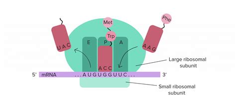 Gene expression: DNA to protein | Biological Principles