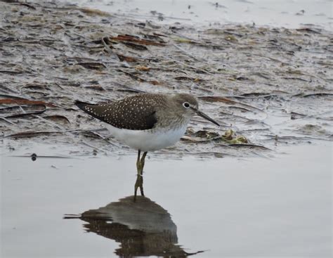 Bev's Nature Blog: Solitary Sandpiper