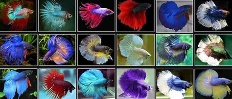 Siamese Fighting Fish (Betta) - Fishkeeping Advice