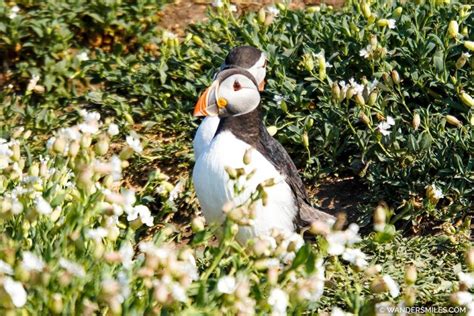 Guide to Seal and Bird Watching on the Farne Islands | She Wanders Miles