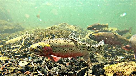 INSANE Underwater Footage of Colorado River Cutthroat Trout! - General ...