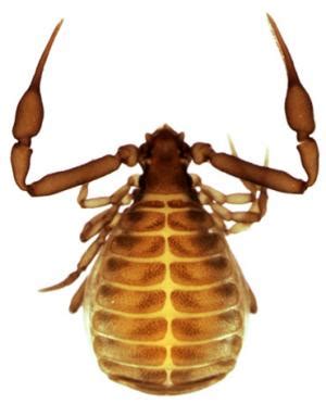 Pseudoscorpions of the world | Field Guide and Catalogues