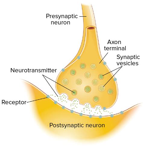 Simple Synapse Diagram