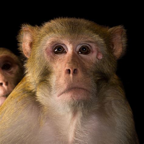 Rhesus Monkey | National Geographic