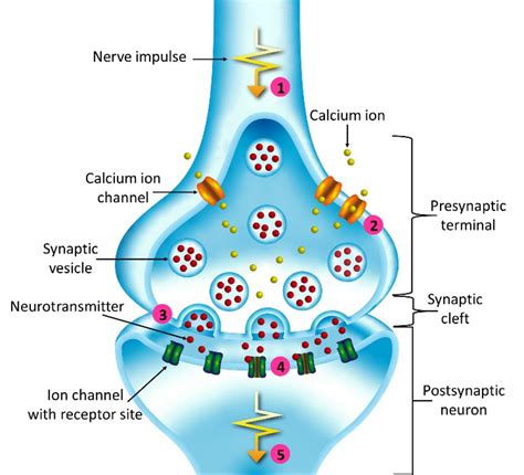 Diagram of synaptic transmission | Okinawa Institute of Science and ...