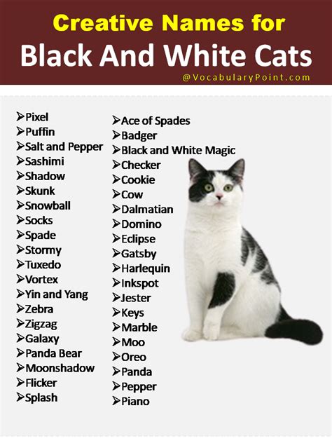 150+ Unique Cat Names in English (Black, Gray And Kitten) - Vocabulary ...