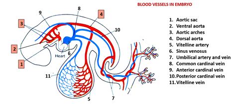 Development of Aortic Arches