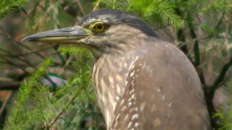 Nankeen Night Heron (juvenile) - YouTube