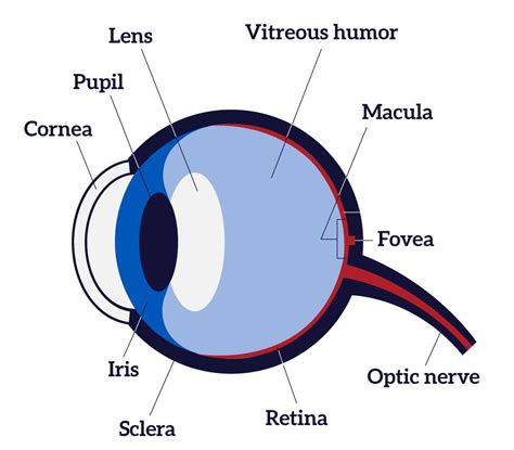 Easy Diagram Of Human Eye With Labelling