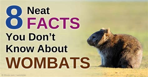 8 Facts About Wombats You Need to Know