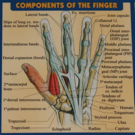 Tendon Diagram Hand - Ligaments, Tendons, and Nerves of the Wrist ...