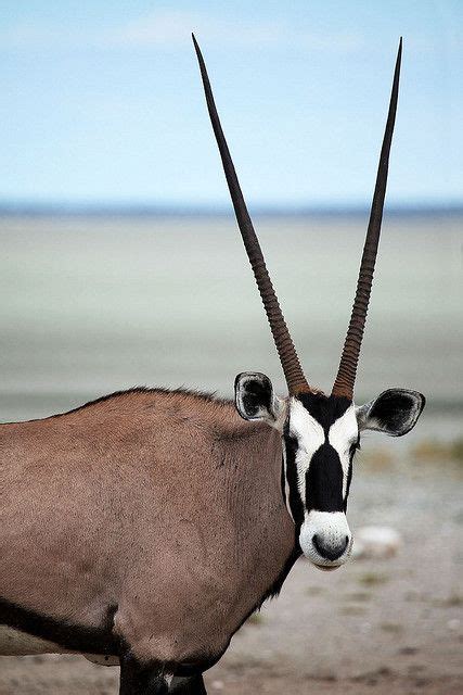 oryx | Animals with horns, Animals, African animals