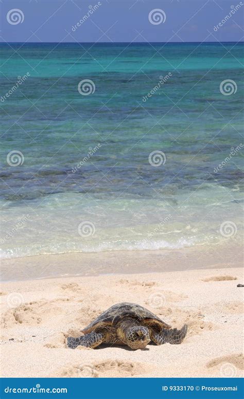 Hawaii Life stock photo. Image of expression, sandy, ocean - 9333170