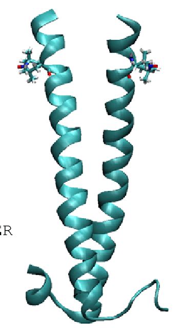 11. Coiled-coil leucine zipper structure investigated in this work ...