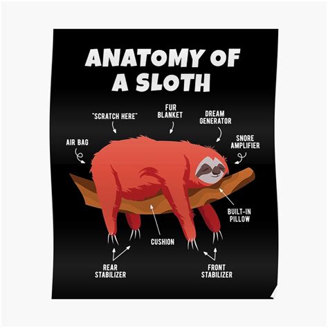 "Anatomy of a Sloth" Poster by cchiaw | Redbubble