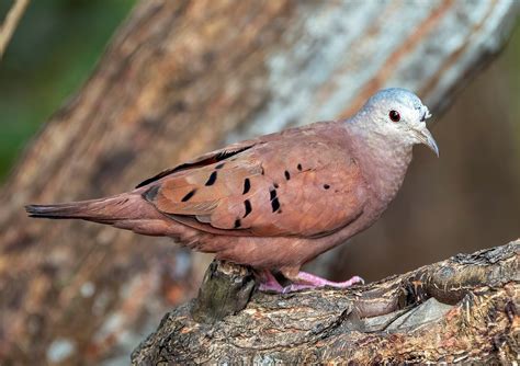 Ruddy ground dove | Caroni Swamp, Trinidad | Doug Greenberg | Flickr