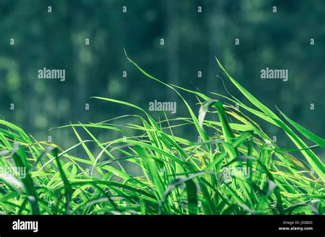 Nature background: Green grass background moving to the side with the ...