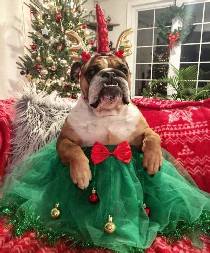 The Best Christmas Costumes for Your Dog | Christmas dog costume, Dog ...