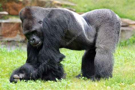 Gorillas Largest Extant Species Primates Ground Dwelling Predominantly ...