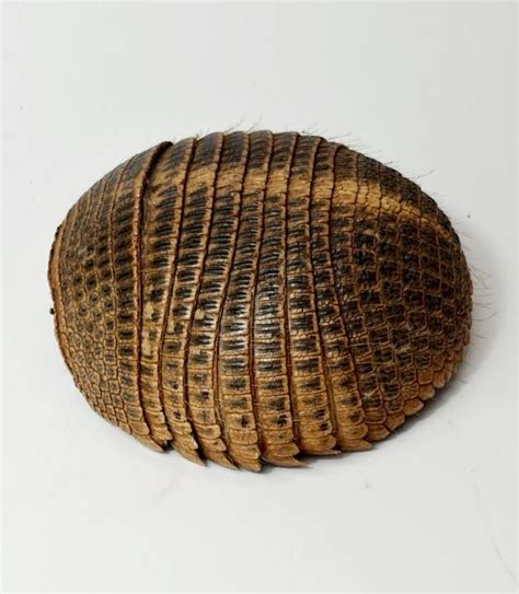 Armadillo Shell | CURIOUS SCIENCE