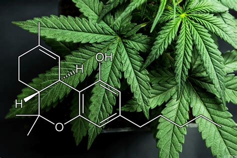 Estudo: THC tem mais benefícios para a saúde do que pensávamos