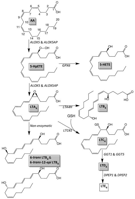 Leukotriene biosynthesis pathway based on Murphy et al. [30 ...