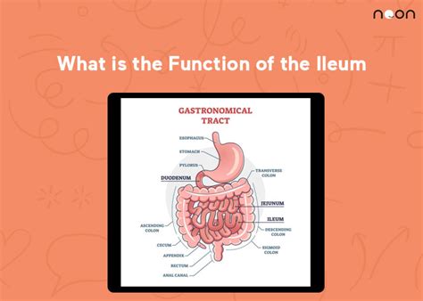 What is the Function of the Ileum?