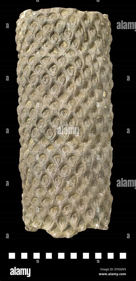 Protopteris punctata, fossil fern tree Stock Photo - Alamy