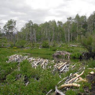 Columbia spotted frog habitat provided by beaver activity. (Photo ...