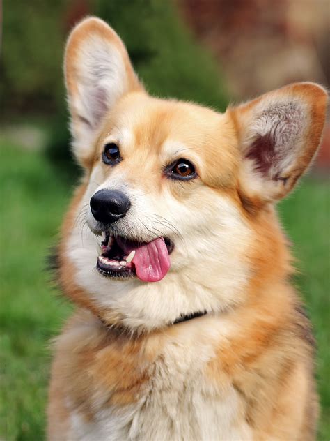 Corgi Temperament - Corgi Guide