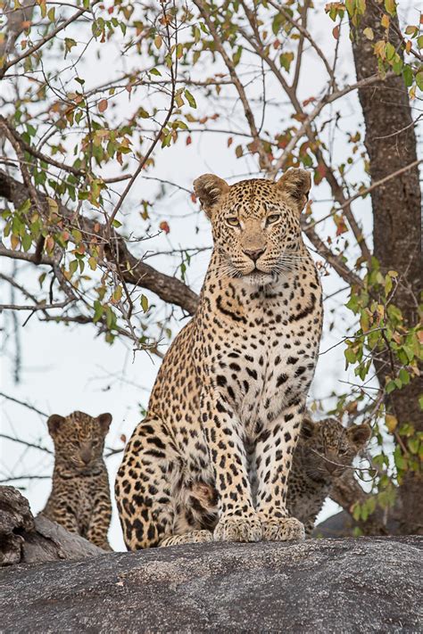 Meet the New Leopard Cubs at Londolozi