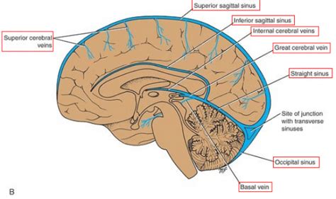 Great Vein Of Galen discovered by Greek physician Galen refers to great ...