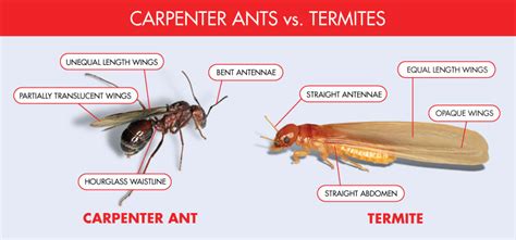 Drywood Termites Vs Carpenter Ants - Picture Of Carpenter