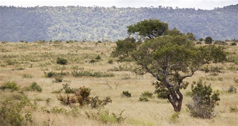 How Does Climate Change Affect The African Savanna - QLABOL