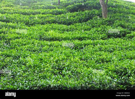 tea cultivation in south india Stock Photo - Alamy