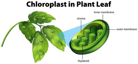 Chloroplast Diagram