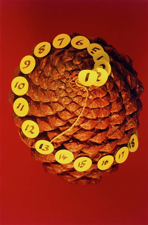 Pinecone Fibonacci