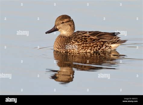 Green-winged Teal - Anas crecca - female Stock Photo - Alamy