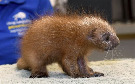 Baby porcupine is 1st of its species born at Brookfield Zoo | AP News