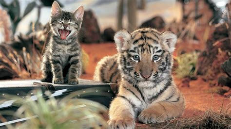 Tigers & House Cats Share 95.6% DNA - Purrfect Love