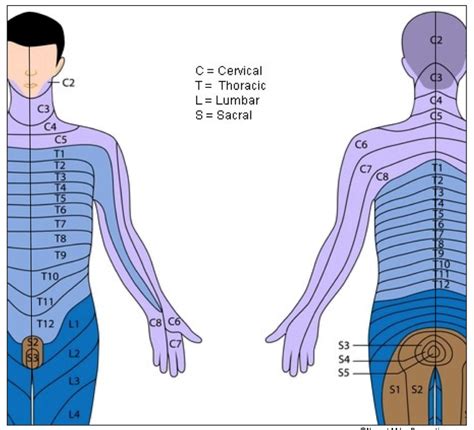 Thoracic Dermatomes And Myotomes - Dermatomes Chart and Map